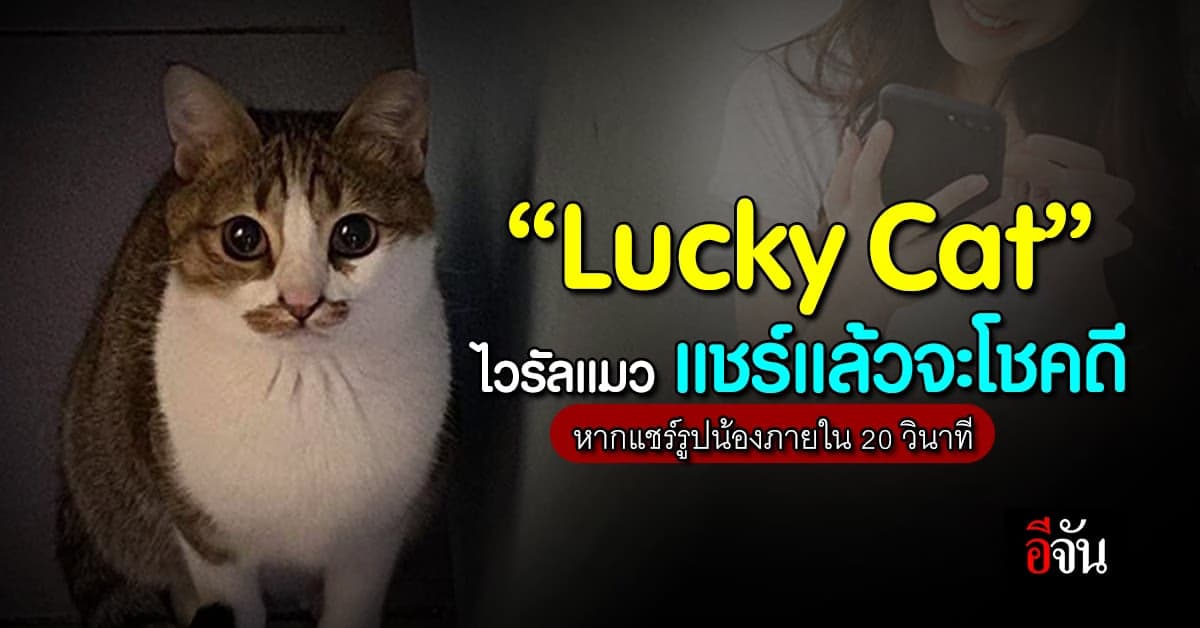 ที่มา “Lucky Cat” ไวรัลแมว แชร์ภายใน 20 วินาที แล้วจะโชคดี