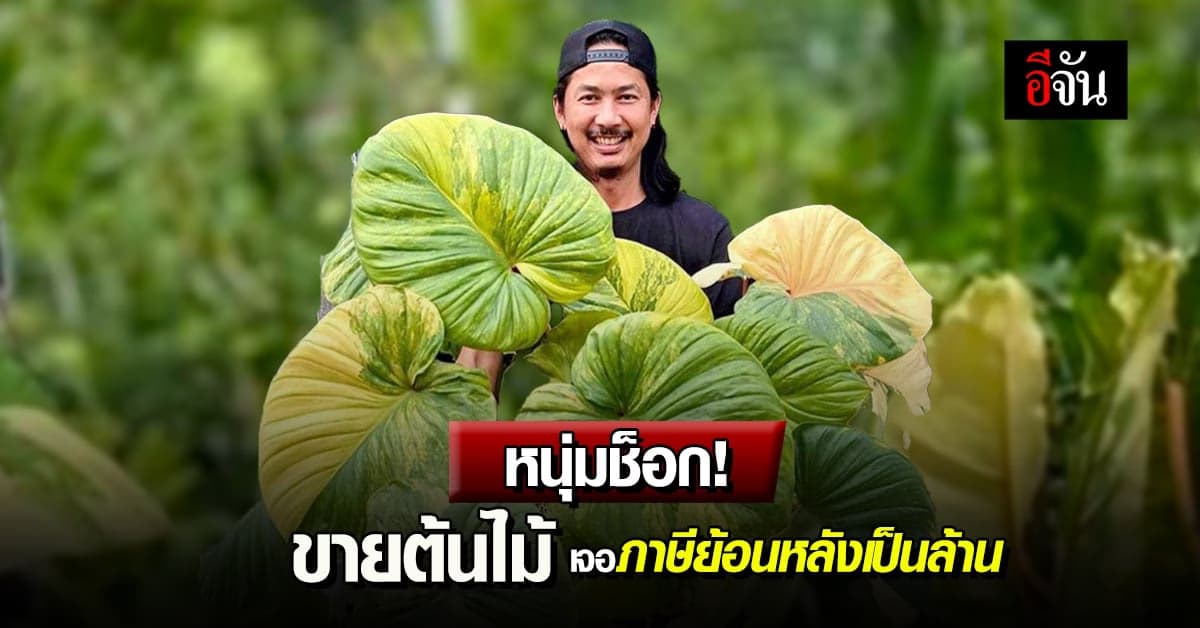 โอ้โห! พ่อค้าไม้ด่าง แชร์ประสบการณ์ โดนเรียกภาษีย้อนหลัง ล้านกว่าบาท