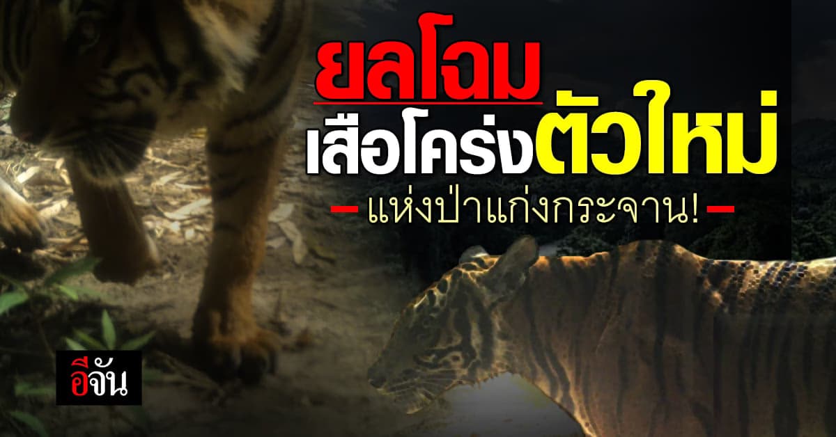 เปิดภาพ เสือโคร่งตัวใหม่ ถ่ายได้จากป่าอุทยานแห่งชาติแก่งกระจาน