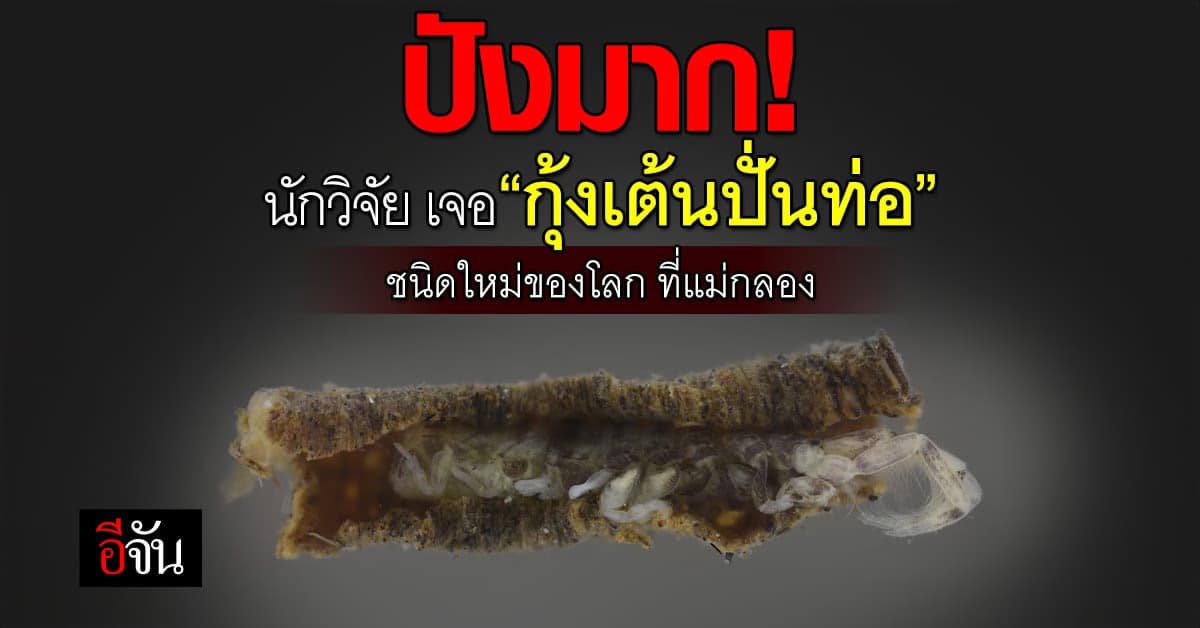 ม.เกษตร พบ “กุ้งเต้นปั่นท่อ” ชนิดใหม่ของโลก ที่แม่กลอง