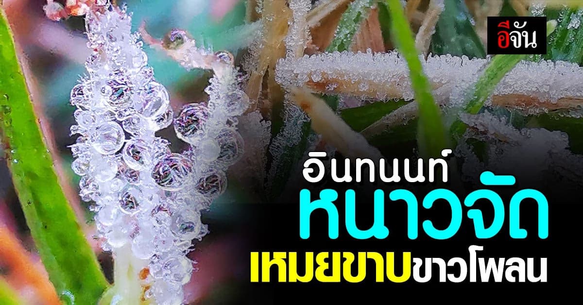 หนาวจัด! ยอดดอยอินทนนท์ อุณหภูมิพื้นดินต่ำสุด 0.3 องศา เหมยขาบขาวโพลน