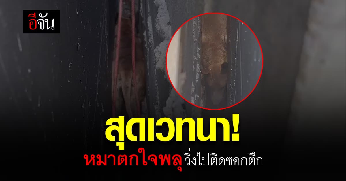 น้องหมา ตกใจเสียงพลุ คืน ฉลองปีใหม่ วิ่งหนีหัวซุกหัวซุน จน ติดซอกตึก