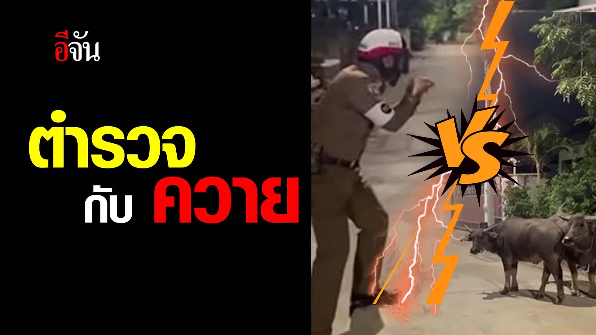 🎬 ตำรวจกับควาย ยกมือไหว้ควาย ขอให้ลุกถอย เพราะขวางทาง