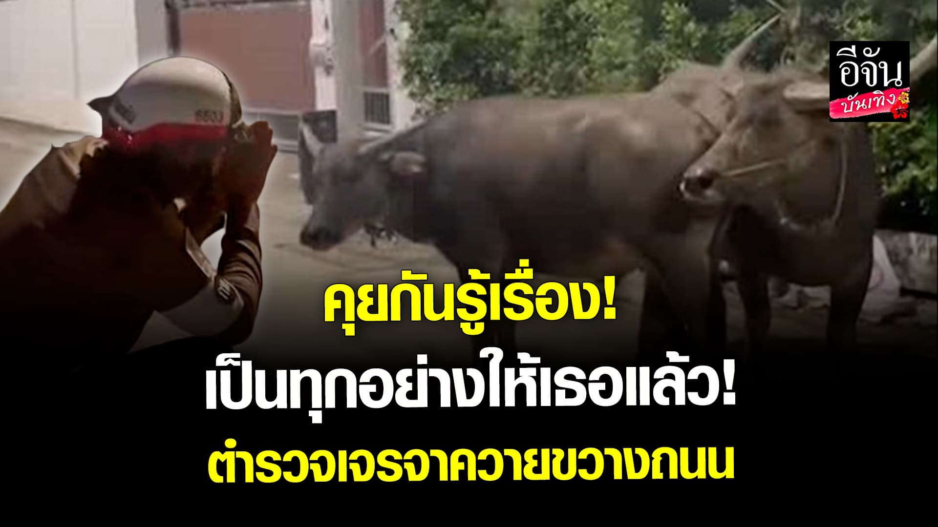 🎬 คลิปบันเทิง: ตำรวจ ช่วยเจรจาฝูงควายขวางถนน พร้อมเดินไปส่งอย่างปลอดภัย