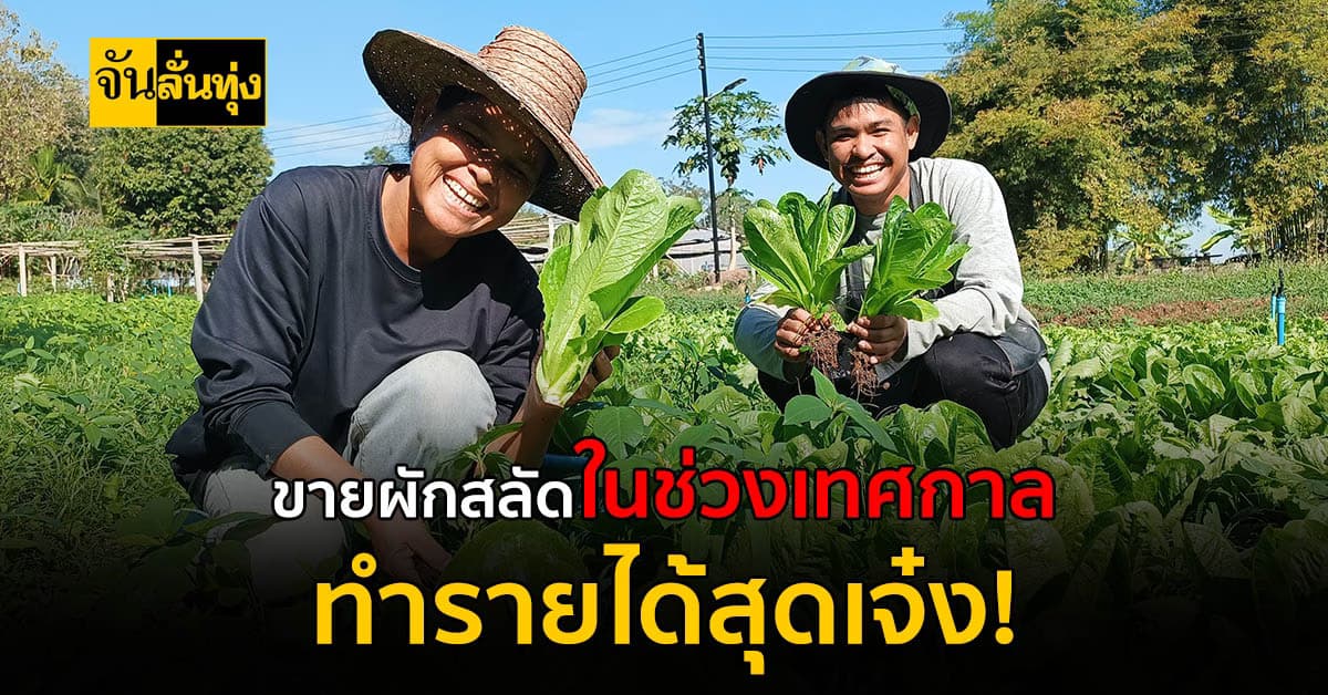 ปลูกผักขายช่วงเทศกาล ทำรายได้สุดงามขายได้วันละ 3,000 บาท