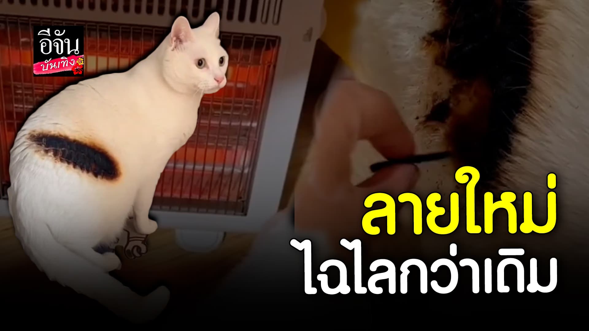 🎬 คลิปบันเทิง: น้องแมว ซนจนได้เรื่อง พิงเตาผิง จนได้ลายใหม่