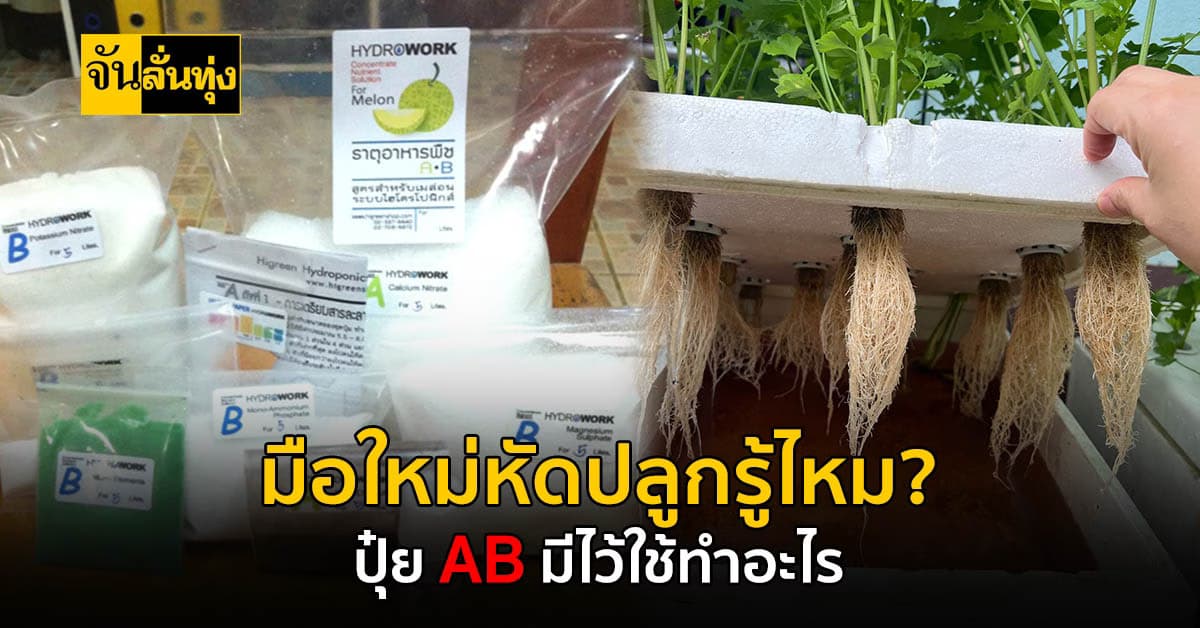 เกษตรกรมือใหม่ ต้องรู้! การปลูกพืชแบบไฮโดรโปนิกส์ ทำไมถึงนิยมใช้ปุ๋ย AB