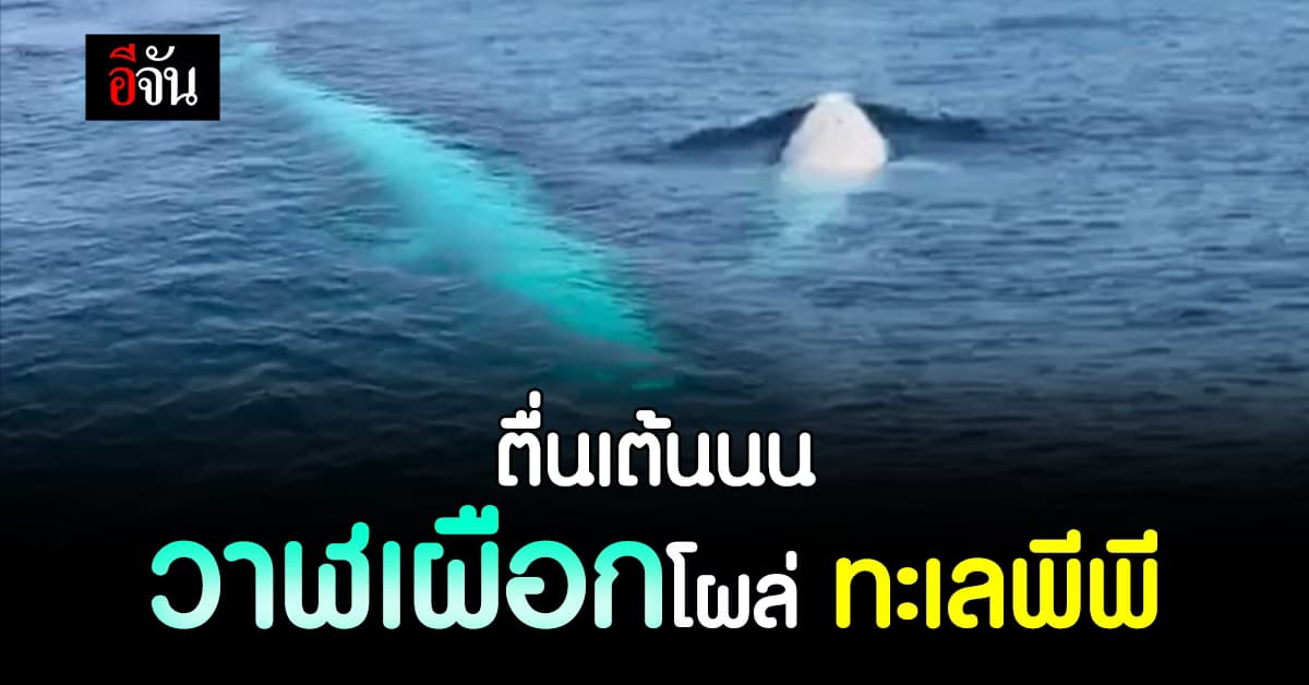 วาฬเผือก โผล่ ทะเลพีพี เจ้าหน้าที่อุทยาน เร่งออกสำรวจ คาด เป็นตัวแรกของไทย
