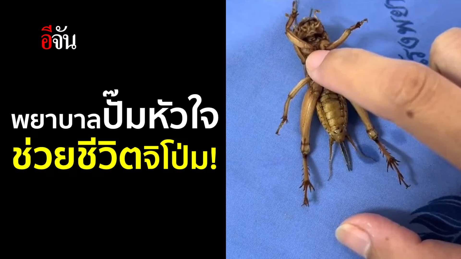 🎬 พยาบาลสาว ช่วยปั๊มหัวใจ ช่วยชีวิต แมงจิโป่ม