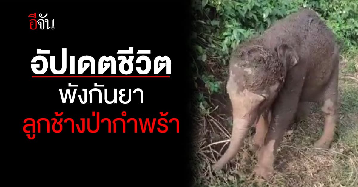 อัปเดตชีวิต พังกันยา ลูกช้างป่ากำพร้า สดใส ร่าเริง ปรับตัวได้ดีขึ้น 