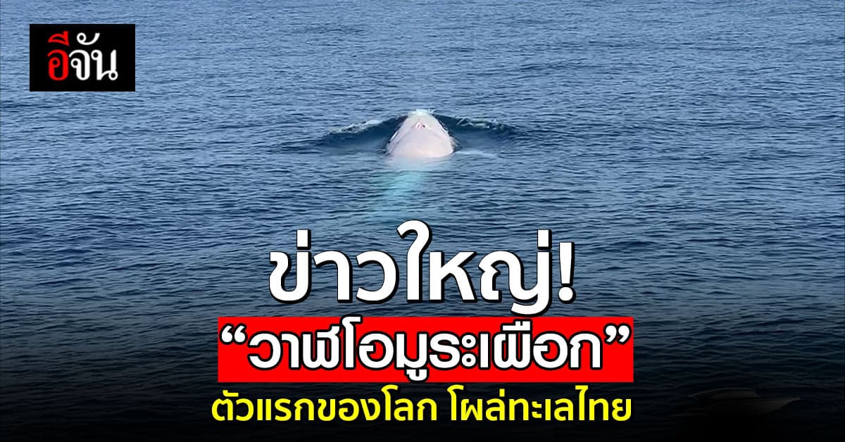 ข่าวใหญ่! พบ “วาฬโอมูระเผือก” ตัวแรกของโลก ในทะเลไทย