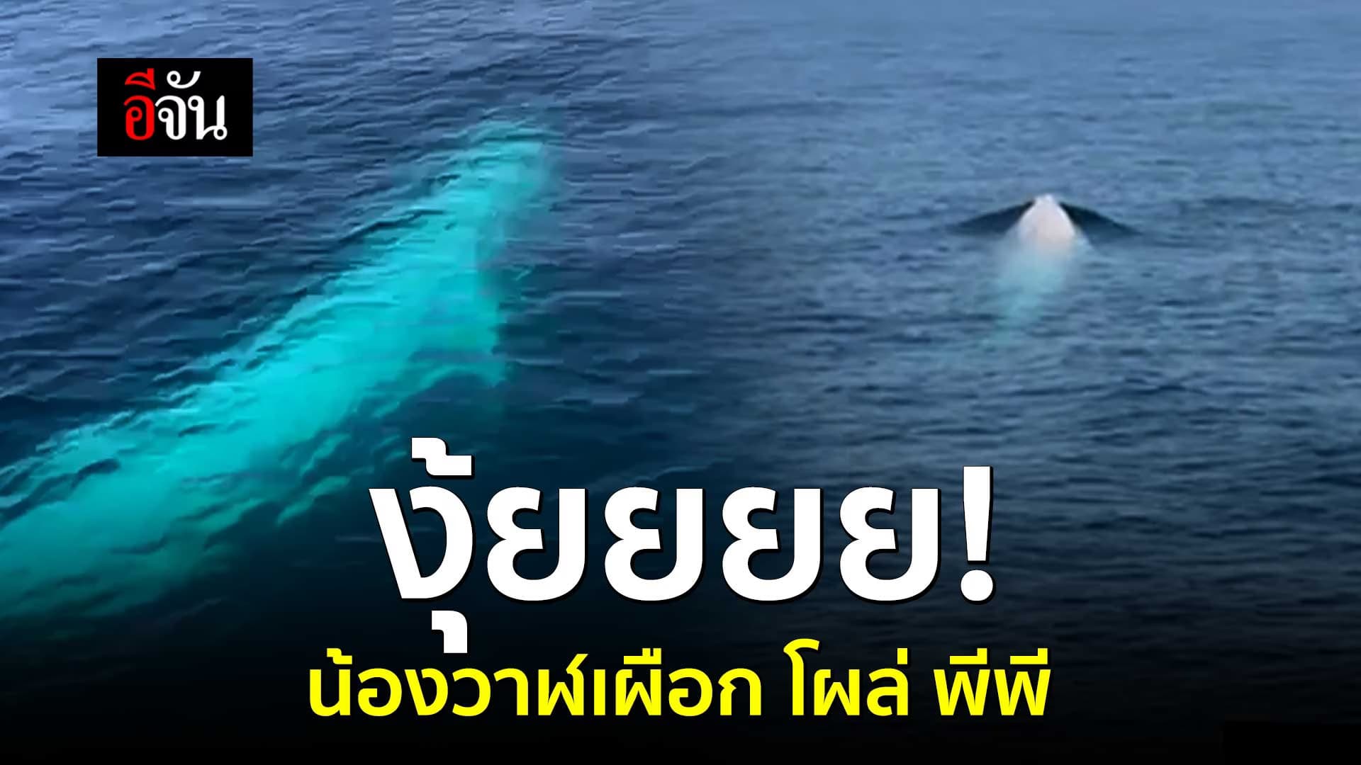 🎬 วาฬเผือก โผล่อวดโฉมนักท่องเที่ยว หมู่เกาะพีพี จ.กระบี่