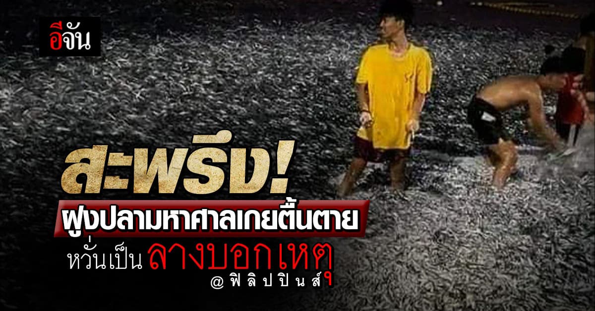 ฝูงปลามหาศาลเกยตื้นตายหาดฟิลิปปินส์ ชาวบ้านหวั่นเป็นลางบอกเหตุ