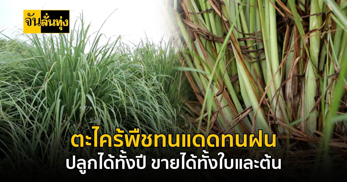 ตะไคร้พืชปลูกง่ายขายได้ทั้งใบ ขายได้ทั้งต้น แถมปลูกได้ทั้งปีถ้ามีแหล่งน้ำ