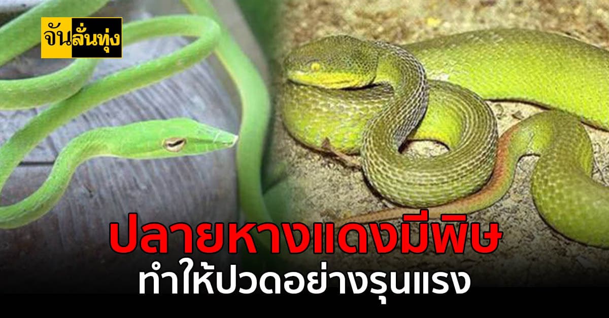 งูเขียวหางไหม้อย่าไว้ใจเด็ดขาดโดนกันทีไม่ถึงชีวิตแต่ทรมานหลายวัน