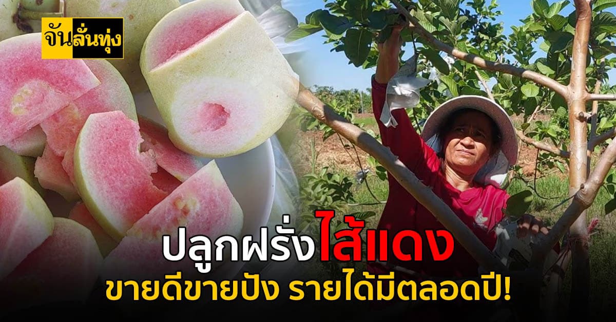 สุดเจ๋ง! พลิกไร่ข้าวโพด หันมาปลูกฝรั่งไส้แดง สร้างรายได้ไม่ขาดมือ