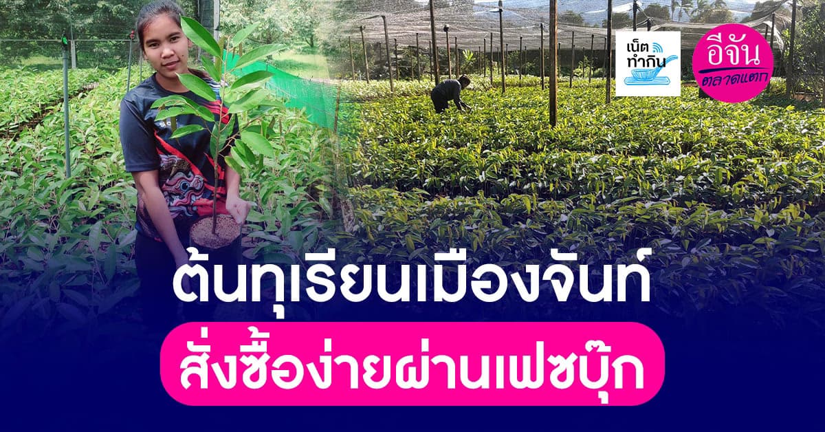 ต้นทุเรียนเมืองจันทบุรี สั่งซื้อง่ายผ่านเฟซบุ๊ก