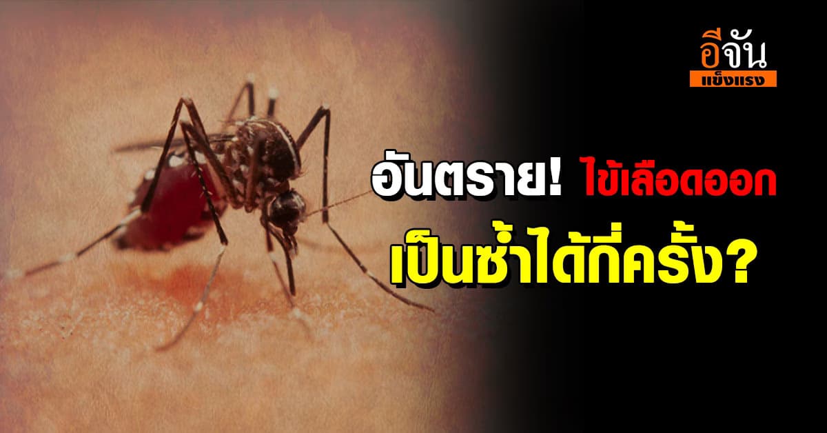 อันตราย! ไข้เลือดออก เป็นซ้ำได้กี่ครั้ง?