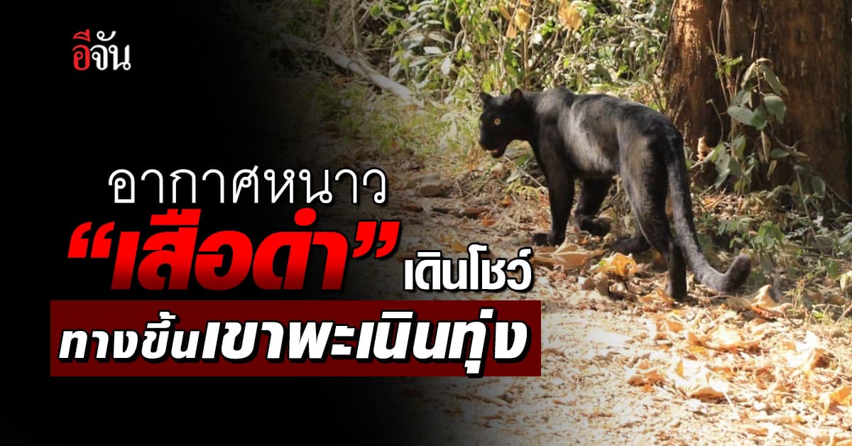 อากาศหนาว “เสือดำ” เดินโชว์ ทางขึ้นเขาพะเนินทุ่ง