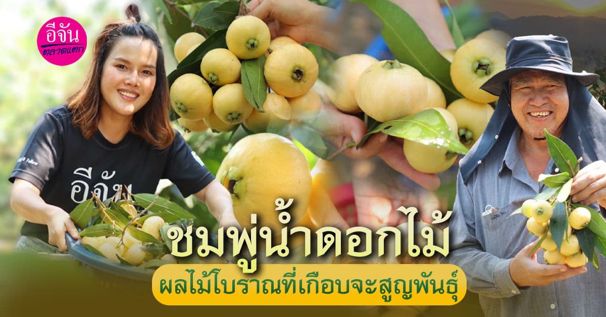 ชมพู่น้ำดอกไม้ ผลไม้โบราณที่เกือบจะสูญพันธุ์ 1 ปีมีครั้งเดียว