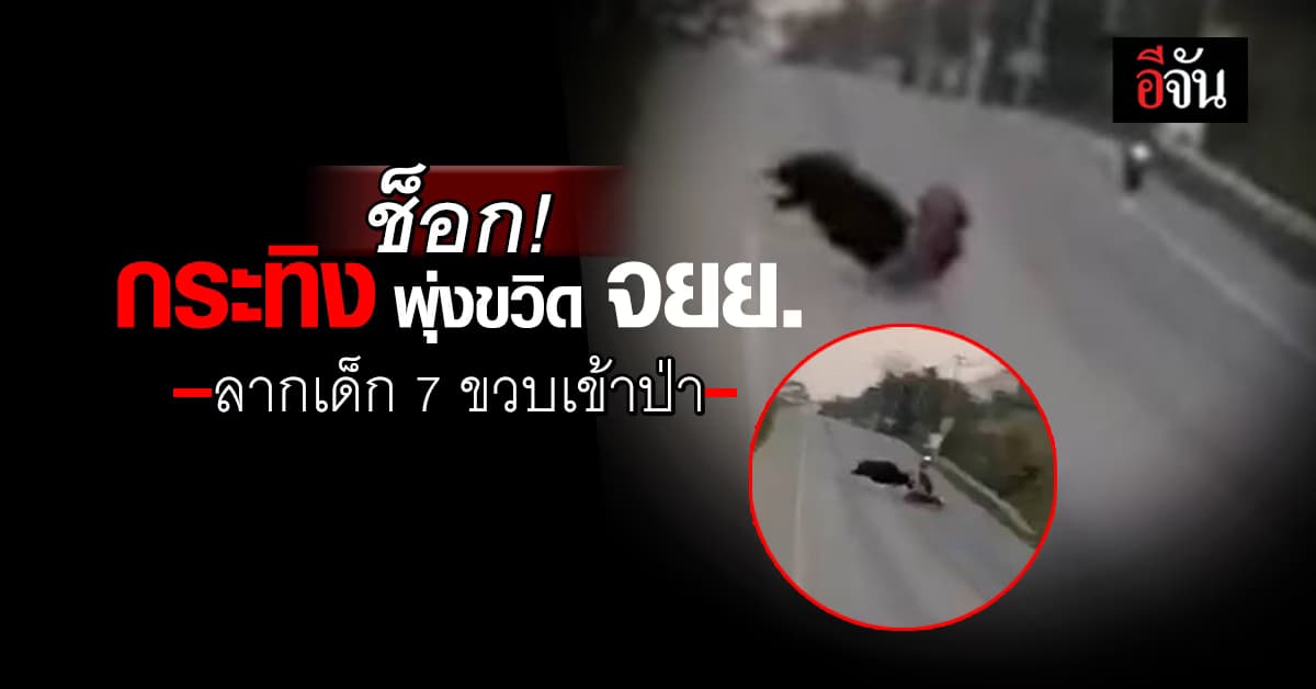 ช็อกหนัก! กระทิงพุ่งขวิดมอเตอร์ไซค์แม่ลูก ลากเด็ก 7 ขวบเข้าป่า