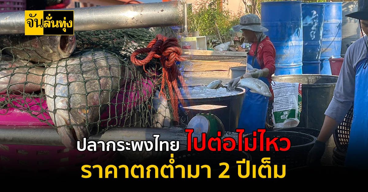 วิกฤตที่ยังไม่มีทางออกปลากระพงไทยราคาตกต่ำมา 2 ปี ชาวบ้านเดือดร้อนหนัก