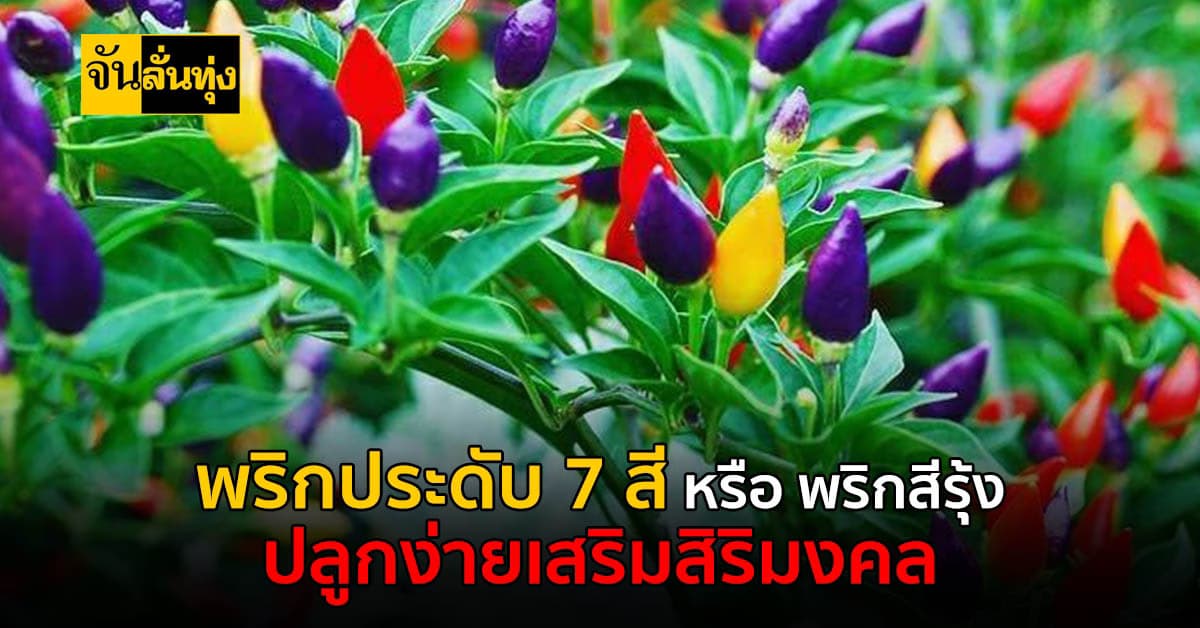 พริกประดับ 7 สี อีกหนึ่งไม้ประดับ ปลูกไว้ติดบ้านเป็นสิริมงคล