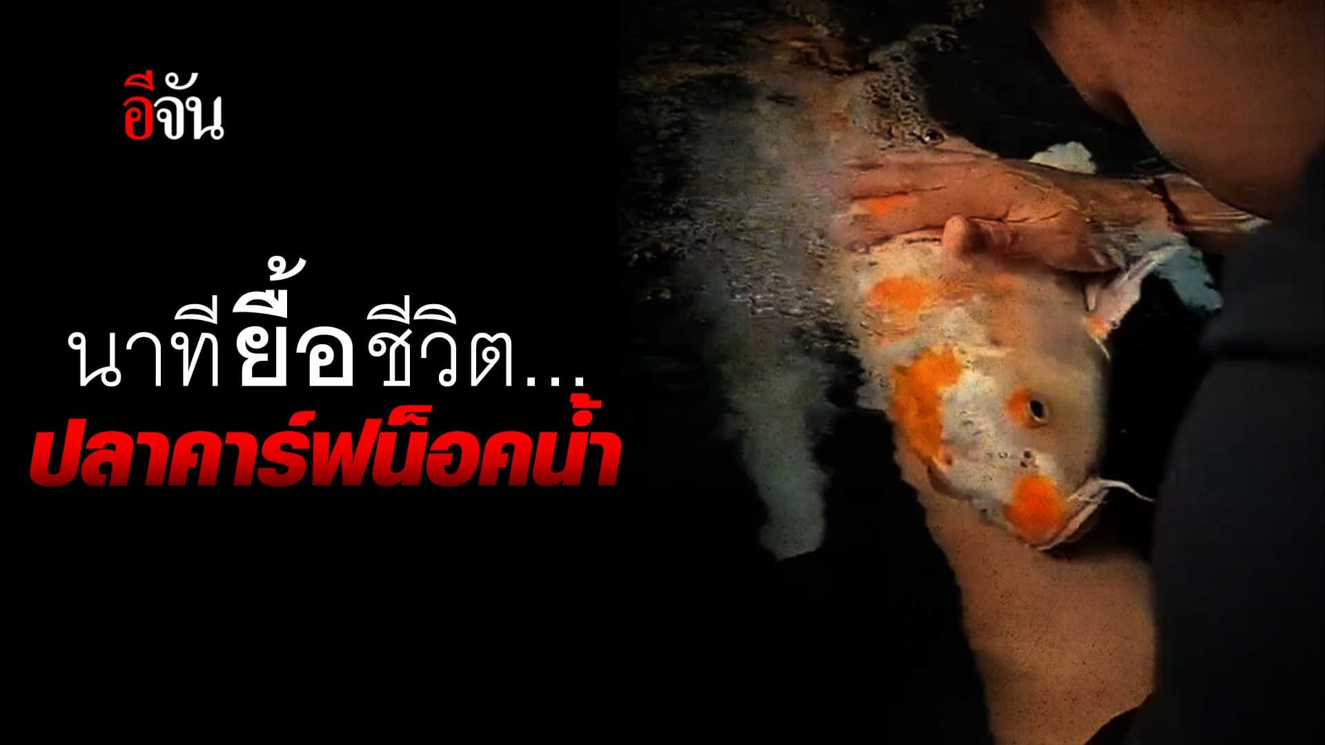 🎬 คลิปโซเชียล นาทีช่วยชีวิต ปลาคาร์ฟ น็อคน้ำ