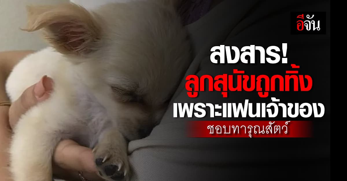 โซเชียลเอ็นดู ลูกสุนัข 3 ขวบถูกทิ้ง เพราะแฟนเจ้าของ ชอบทารุณสัตว์