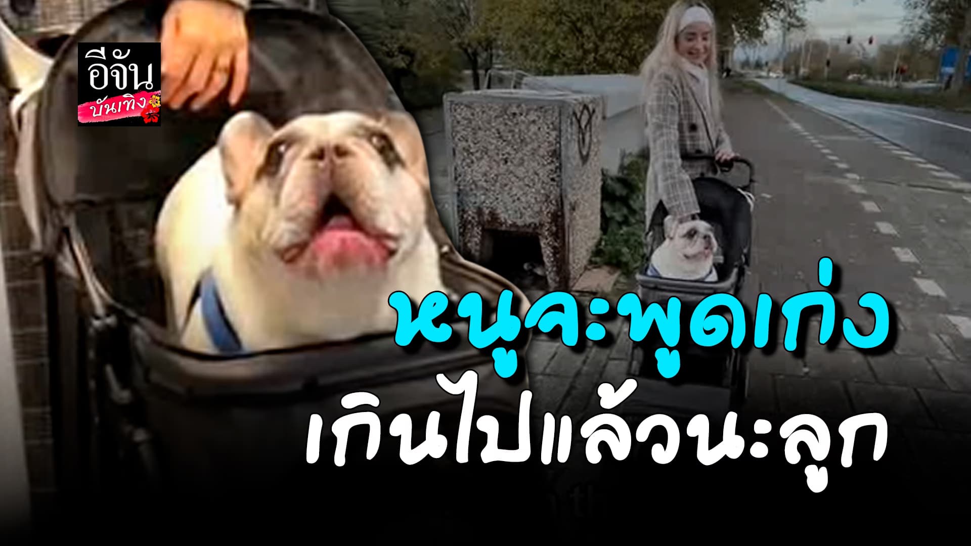 🎬 คลิปบันเทิง:น้องหมา ดาวTikTok พูดเก่ง บ่นเก่ง แตะตัวนิดหน่อยพูดไม่หยุด