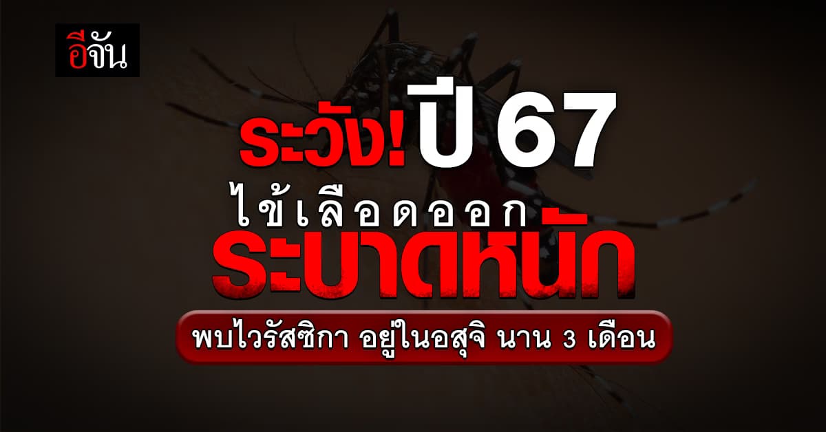 ไข้เลือดออกระบาดหนัก ปี 67 เป็นซ้ำสองเสี่ยงเสียชีวิต – พบไวรัสซิกาอยู่ในอสุจินาน 3 เดือน 