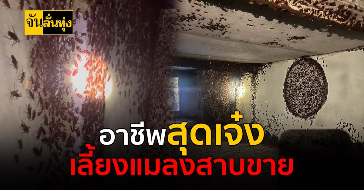 ใครจะไปเชื่อเลี้ยงแมลงสาบขาย สามารถสร้างรายได้ให้คนๆหนึ่ง