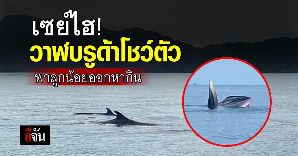 ตื่นตา! วาฬบรูด้า พาลูกออกหากิน การันตีความสมบูรณ์ ท้องทะเล หมู่เกาะอ่างทอง
