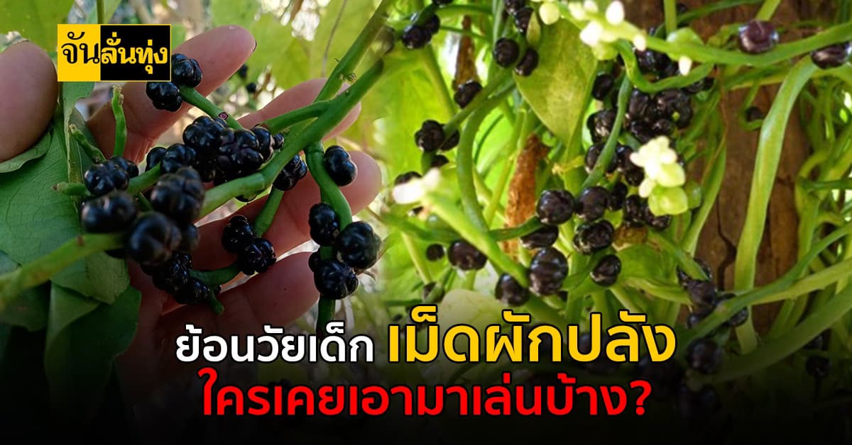 ผักปลัง ของเล่นในวัยเด็ก อีกทั้งยังมีประโยชน์แถมสรรพคุณดีๆอีกเพียบ