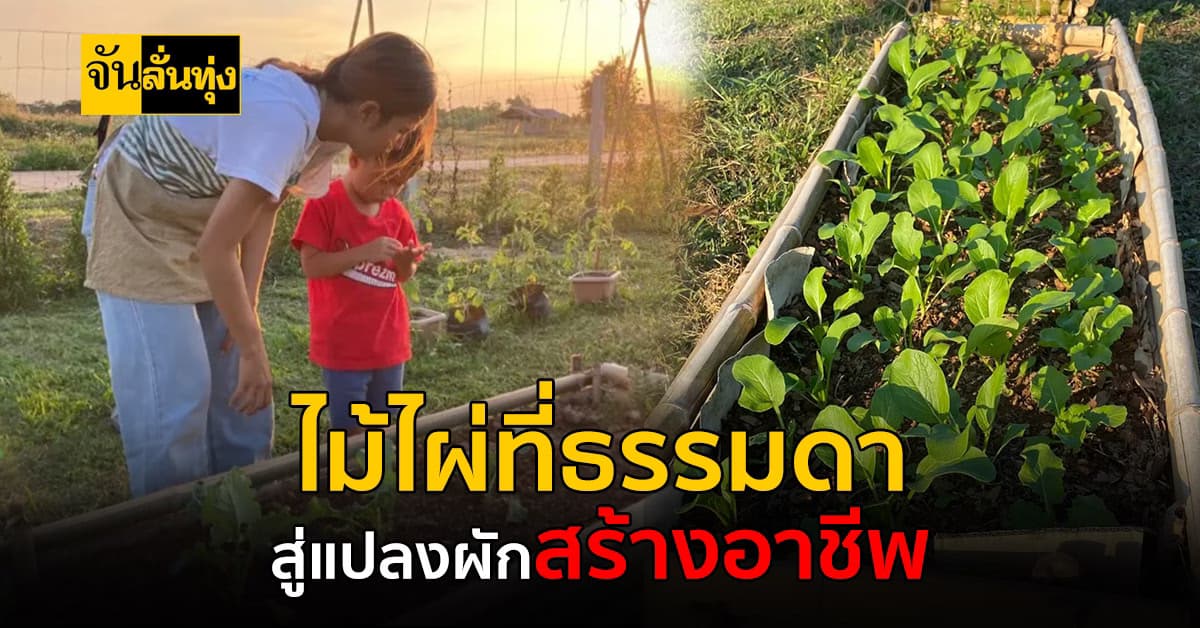 สวนผักเล็กๆราคาไม่สูง ที่สามารถทำเองได้ เพียงใช้ไม้ไผ่