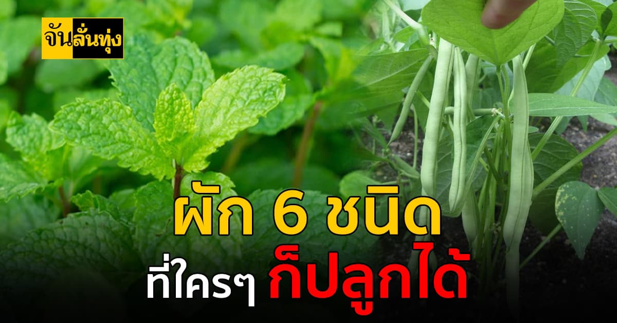 ใช้เวลาว่างปลูกผัก 6 ชนิด มีประโยชน์เลี้ยงง่ายโตไว