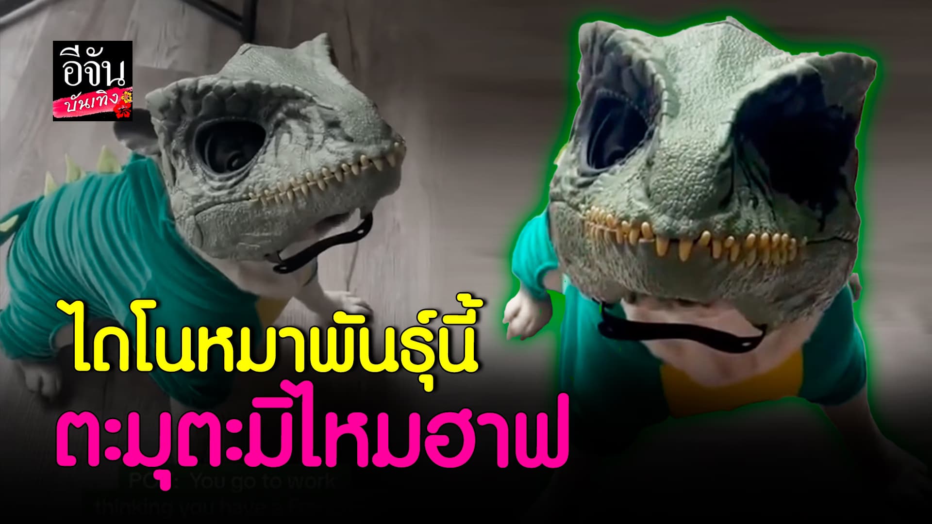 🎬 คลิปบันเทิง:จะน่ารักหรือจะโหด น้องหมา ใส่หน้ากากไดโนเสาร์