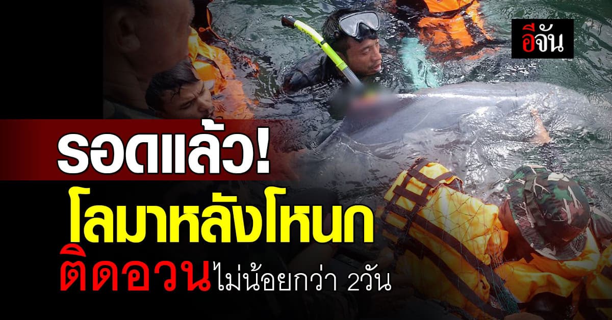 รอดแล้ว! โลมาหลังโหนก ติดอวนไม่น้อยกว่า 2 วัน