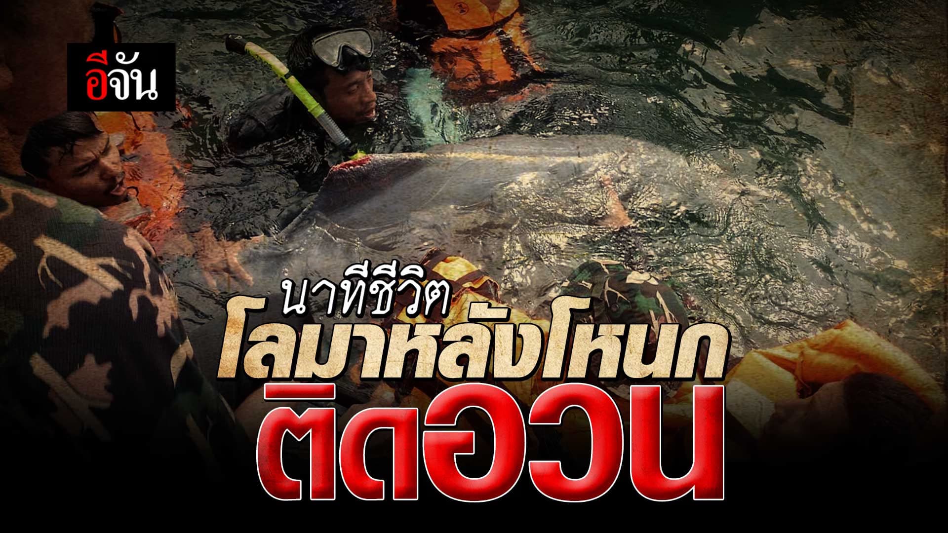 🎬 นาทีชีวิต เจ้าหน้าที่ช่วย โลมาหลังโหนก ติดเชือกล่อหมึก