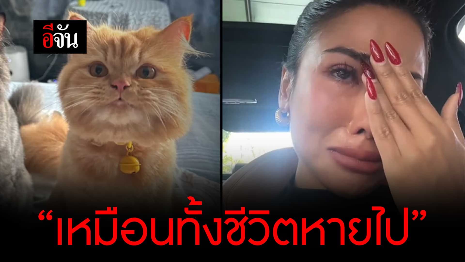 🎬 บีบหัวใจคนรักแมว เจ้าซันชาย แมวส้มวัย 2 ปี หายออกจากบ้าน