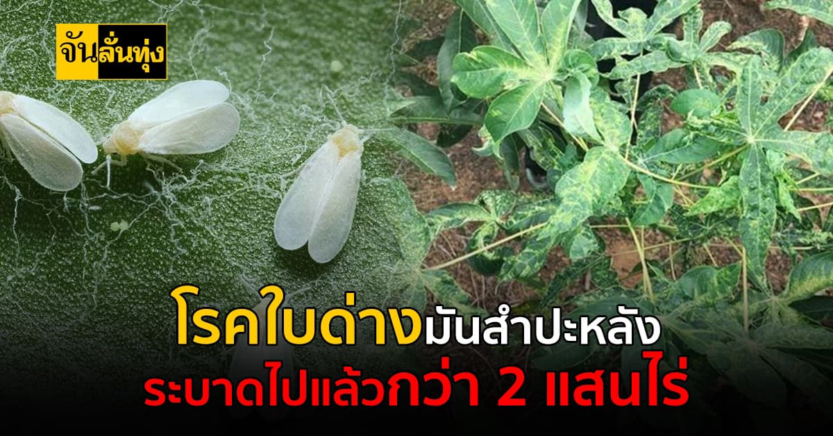 โรคใบด่างมันสำปะหลัง ระบาดหนัก 33 จังหวัด รวมกว่า 2 แสนไร่