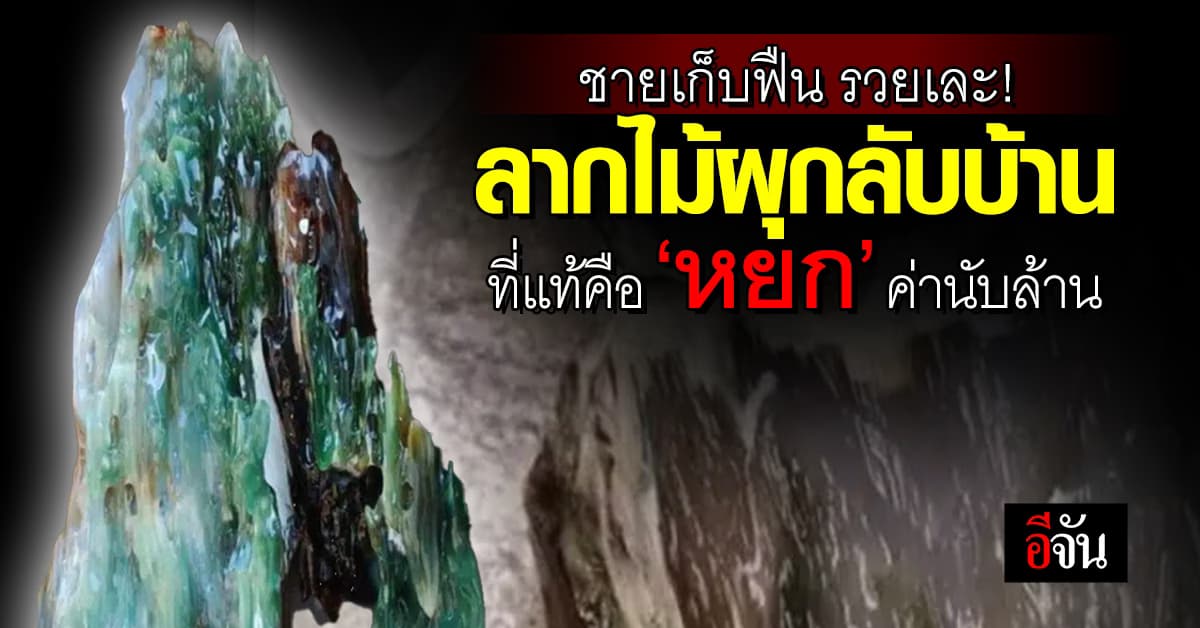 วาสนาของแทร่! ชายเก็บฟืน ลากไม้ผุกลับบ้าน ที่แท้คือ ‘หยก’ มูลค่านับล้าน