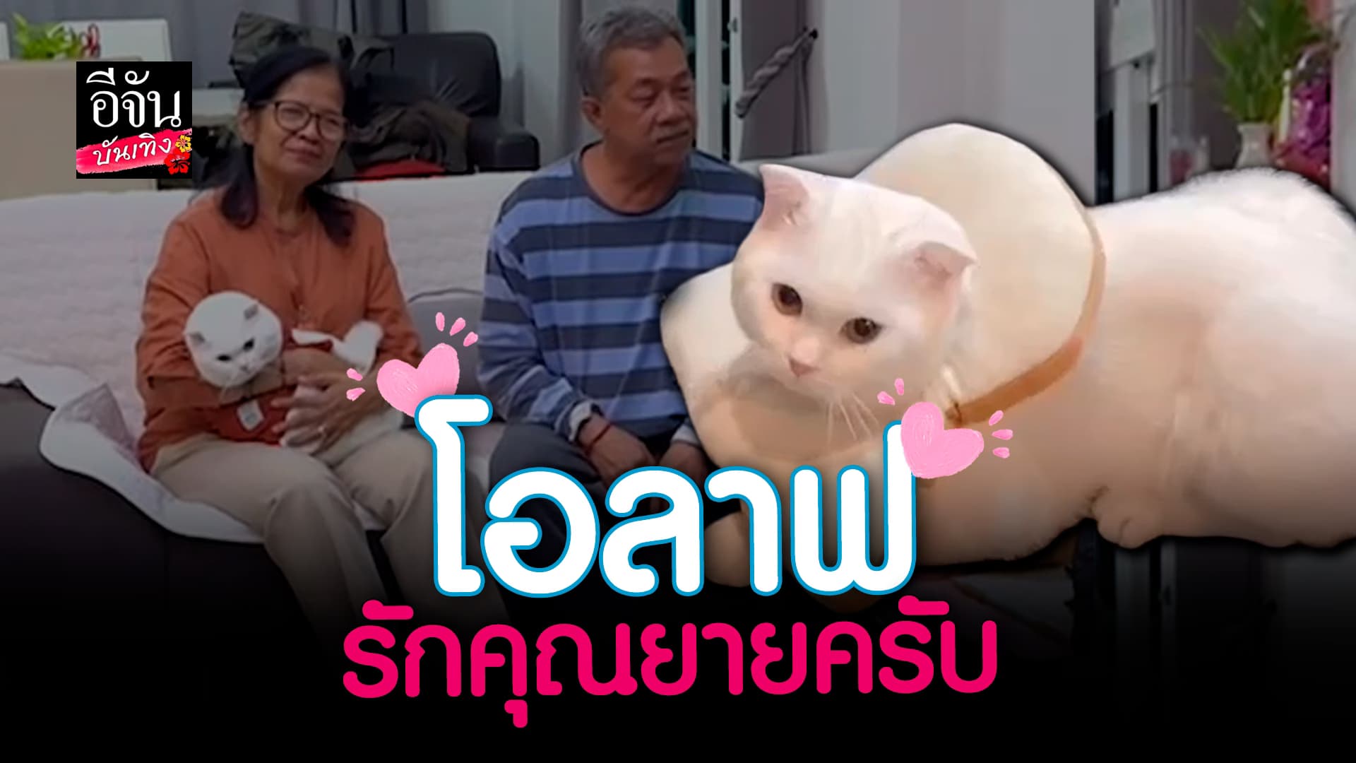 🎬 คลิปบันเทิง: คุณพ่อตกกระป๋อง เมื่อ โอลาฟแมวพูดได้ อ้อนคุณยายหนักมาก