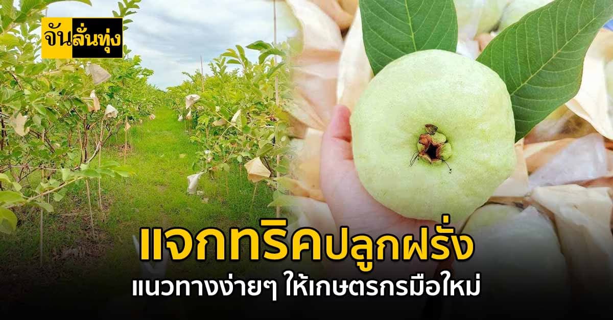 มือใหม่ก็เริ่มได้! แจกแนวทาง การปลูกฝรั่ง ไม่ยากเข้าใจง่าย