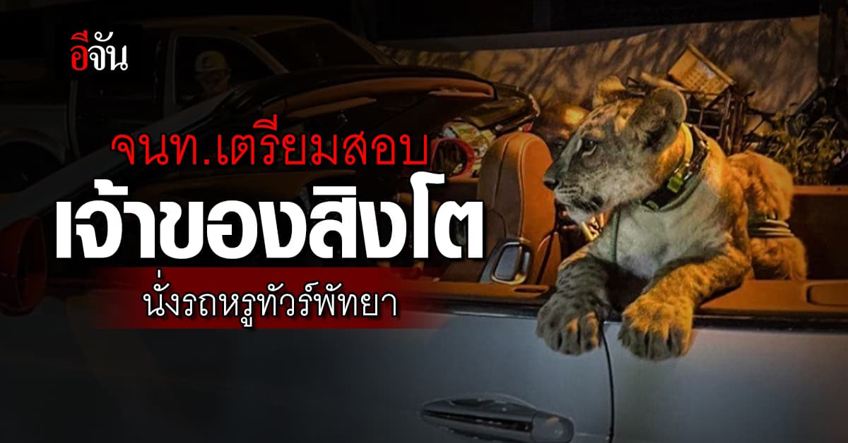จนท.เตรียมสอบเจ้าของ “สิงโตขาว” นั่งรถหรูทัวร์พัทยา 
