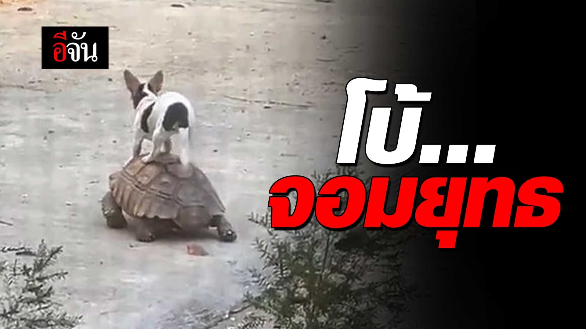 🎬 เพื่อนสนิทต่างเผ่าพันธุ์ ระหว่าง หมากับเต่า