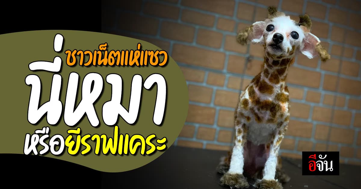 ชาวเน็ตแห่แซวน้องหมาตัดขน “นึกว่ายีราฟแคระ” 