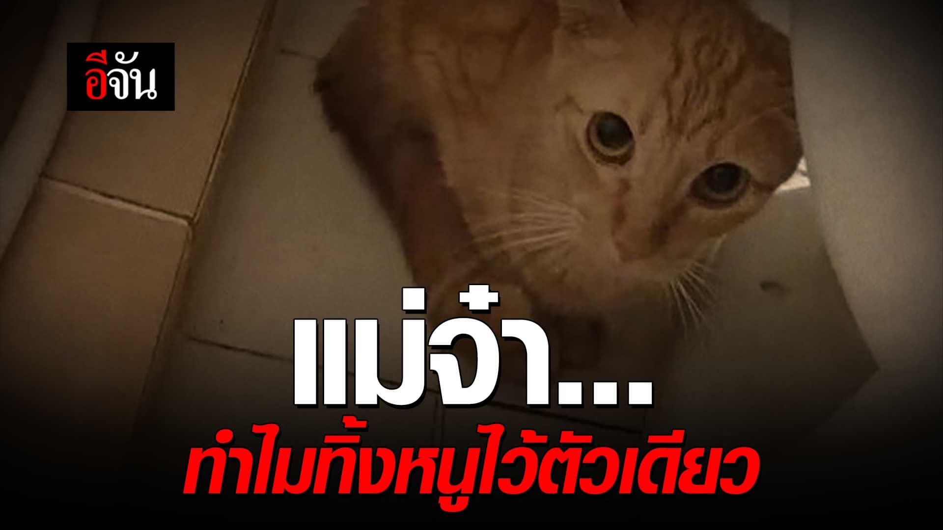 🎬 เจ้าของหอบแมวพันธุ์ราคาแพงหนี ทิ้งแมวไทยไว้ลำพัง