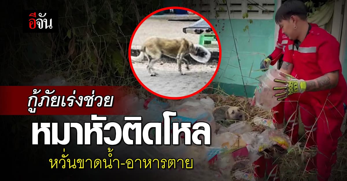 จนท.กู้ภัยเร่งช่วย หมาจรหัวติดโหล หวั่นขาดน้ำ-อาหารตาย 