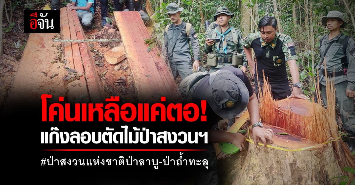 จนท. พบไม้ถูกลักลอบตัด พื้นที่ป่าสงวนแห่งชาติป่าลาบู-ป่าถ้ำทะลุ
